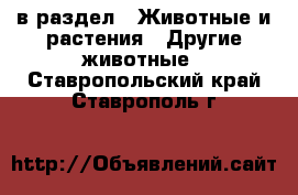  в раздел : Животные и растения » Другие животные . Ставропольский край,Ставрополь г.